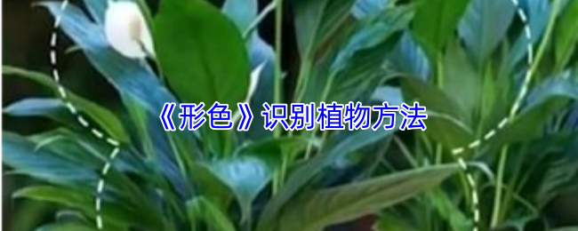 形色APP如何轻松识别植物