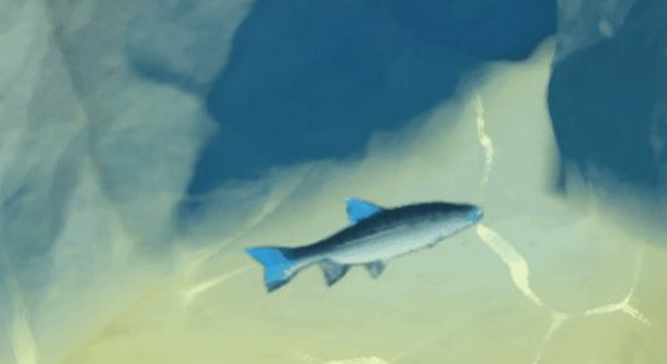 原神蓝鳍鲈鱼捕捉全攻略：位置、技巧与用途详解