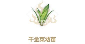 妄想山海干金菜幼苗种植指南